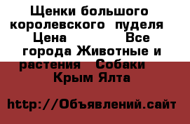 Щенки большого (королевского) пуделя › Цена ­ 25 000 - Все города Животные и растения » Собаки   . Крым,Ялта